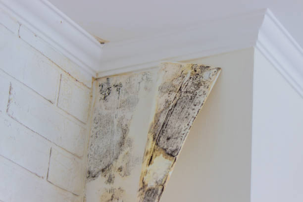 Best Commercial Mold Inspection  in Almedia, PA